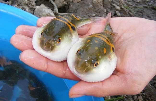 河豚养殖资料合集