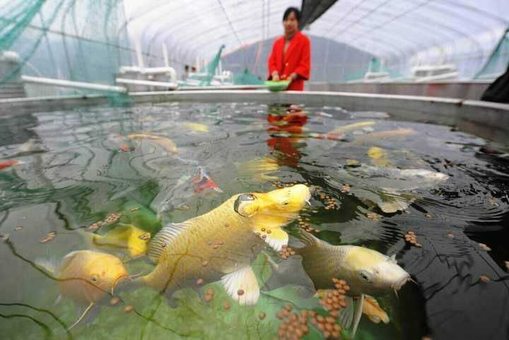 养鱼视频（淡水）