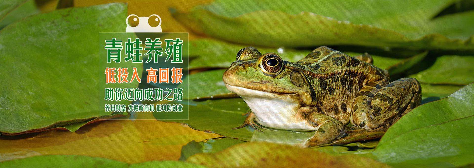 青蛙养殖资料