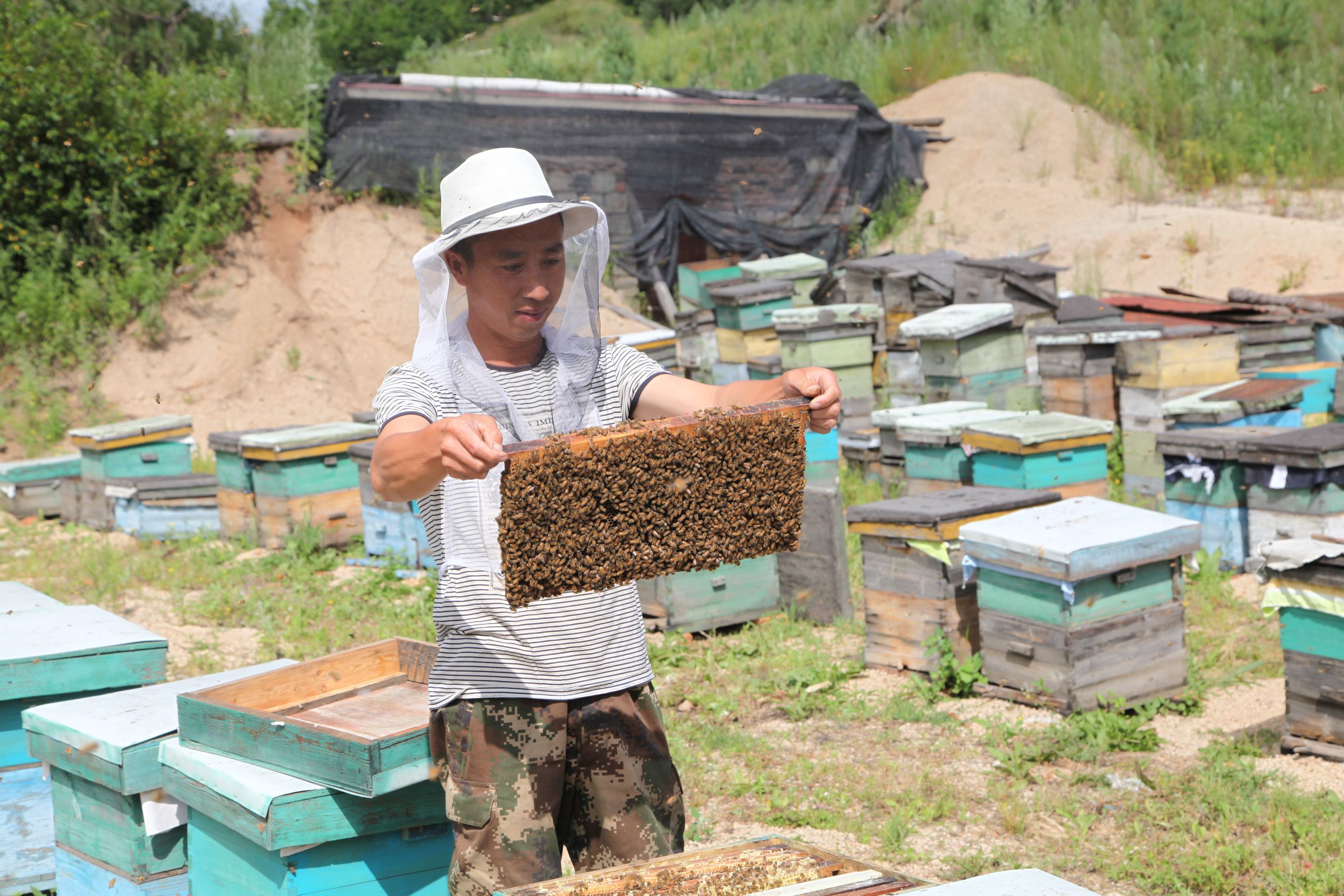 蜜蜂养殖资料大全