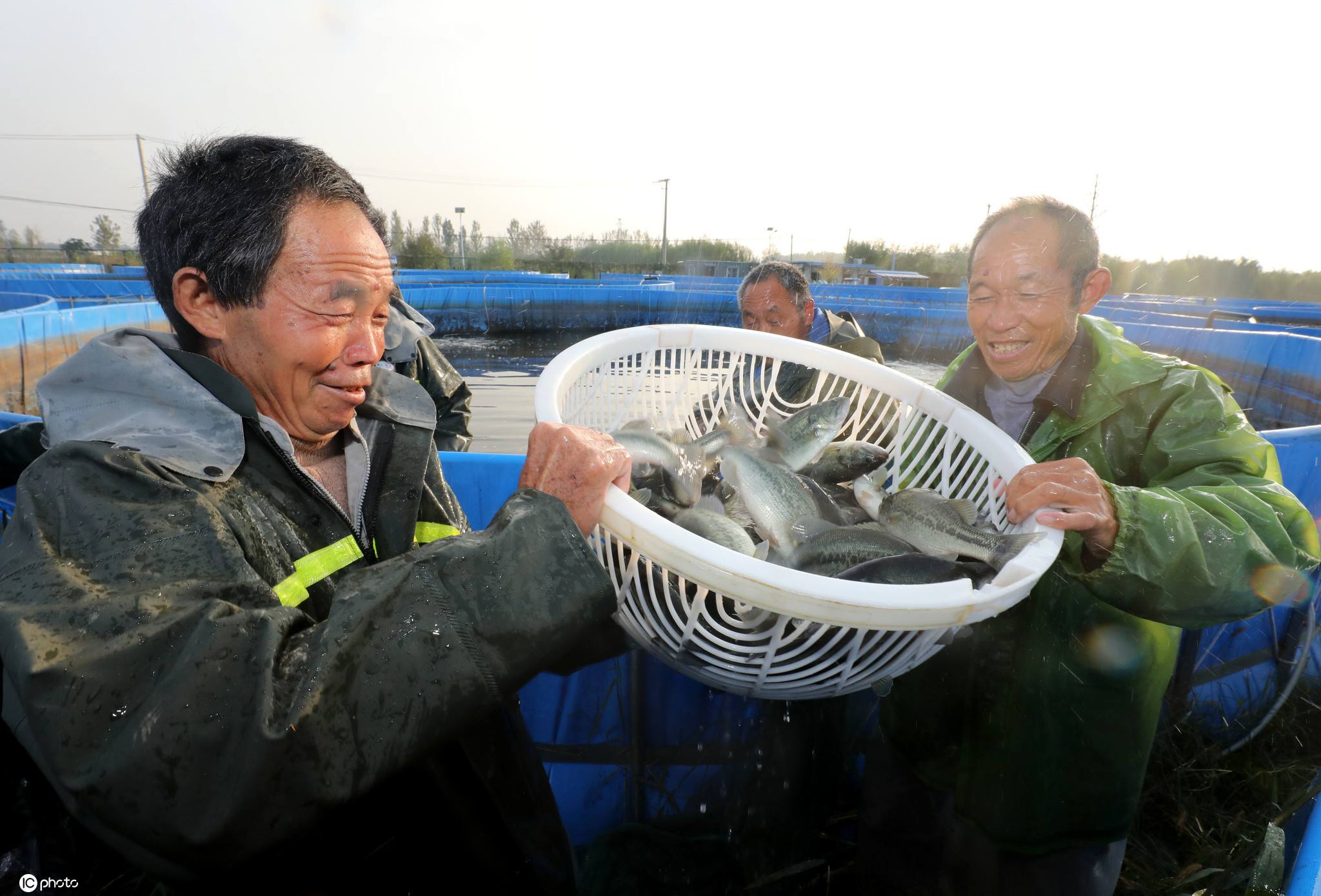 鲈鱼养殖技术大全