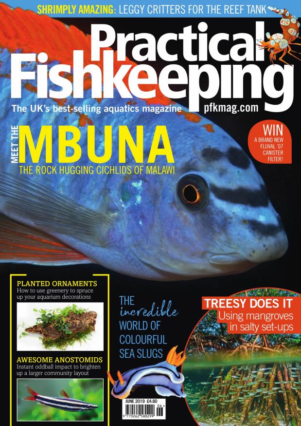 Practical Fishkeeping – 实用养鱼 – 2019年合集打包